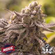 Moxie Seeds Lucky No Sleven